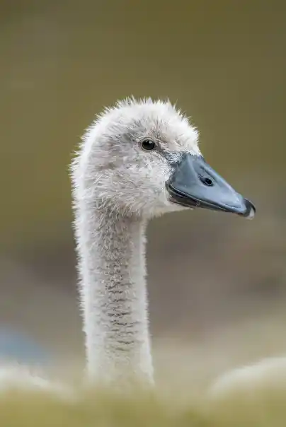 Ballinderry Gardens by Ballymore - Nature & Wildlife