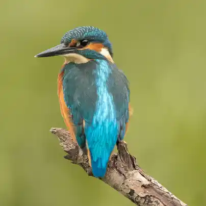 Ballinderry Gardens by Ballymore - Wildlife & Green Spaces